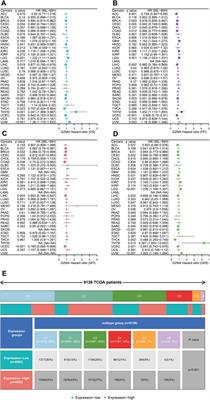 The role of GZMA as a target of cysteine and biomarker in Alzheimer’s disease, pelvic organ prolapse, and tumor progression